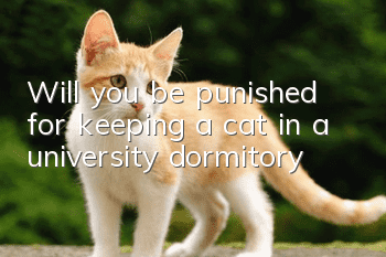 Will you be punished for keeping a cat in a university dormitory?