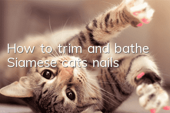 How to trim and bathe Siamese cats’ nails?