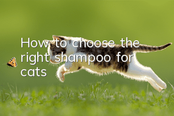 How to choose the right shampoo for cats?