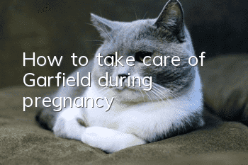 How to take care of Garfield during pregnancy