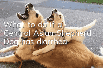 What to do if a Central Asian Shepherd Dog has diarrhea