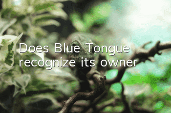 Does Blue Tongue recognize its owner?