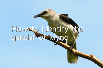 How to identify the gender of Myna