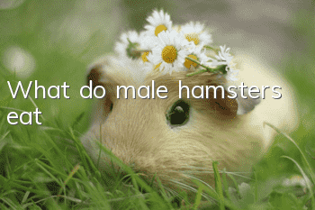 What do male hamsters eat?