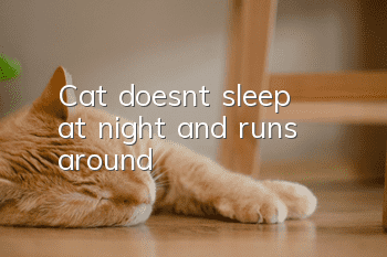 Cat doesn't sleep at night and runs around