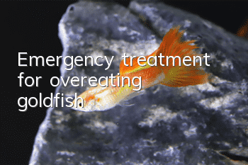 Emergency treatment for overeating goldfish