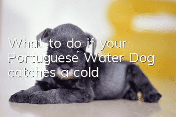 What to do if your Portuguese Water Dog catches a cold