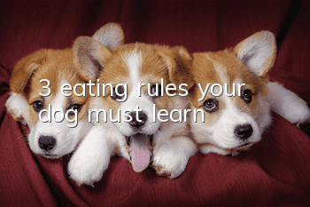 3 eating rules your dog must learn