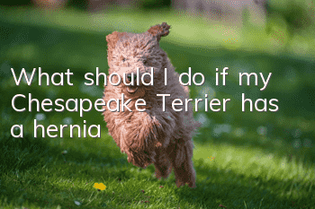 What should I do if my Chesapeake Terrier has a hernia?