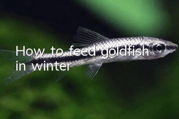 How to feed goldfish in winter