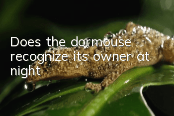 Does the dormouse recognize its owner at night?