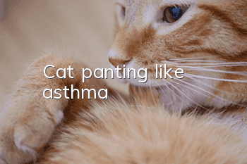 Cat panting like asthma