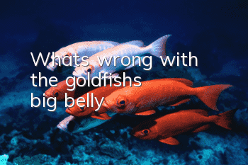 What's wrong with the goldfish's big belly?