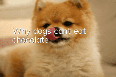 Why dogs can’t eat chocolate