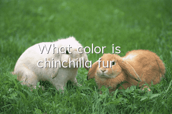 What color is chinchilla fur?