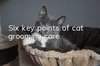 Six key points of cat grooming care