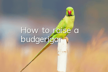 How to raise a budgerigar