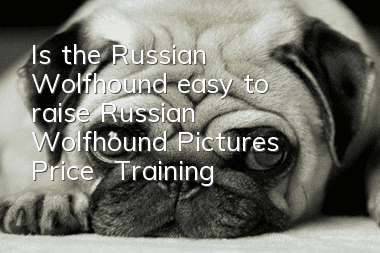 Is the Russian Wolfhound easy to raise? Russian Wolfhound Pictures | Price | Training