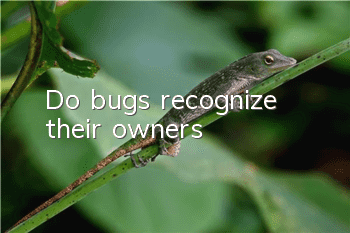 Do bugs recognize their owners?