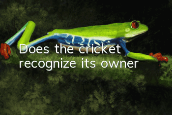 Does the cricket recognize its owner?