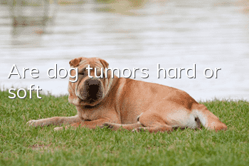 Are dog tumors hard or soft?