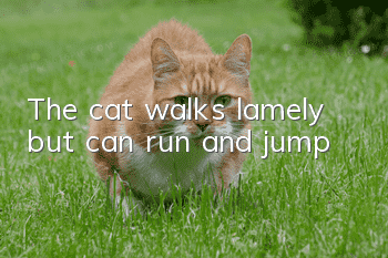 The cat walks lamely but can run and jump