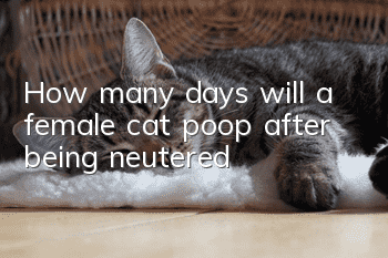 How many days will a female cat poop after being neutered?