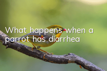 What happens when a parrot has diarrhea?