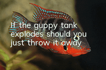 If the guppy tank explodes, should you just throw it away?