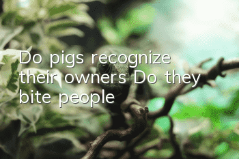 Do pigs recognize their owners? Do they bite people?