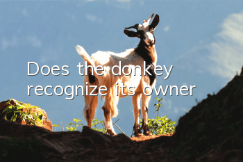 Does the donkey recognize its owner?