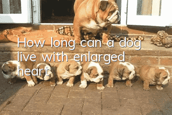 How long can a dog live with enlarged heart?