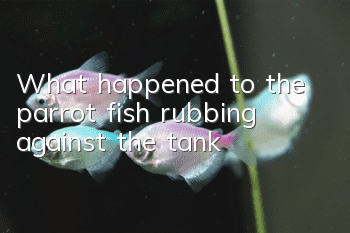 What happened to the parrot fish rubbing against the tank?