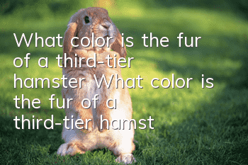 What color is the fur of a third-tier hamster? What color is the fur of a third-tier hamster?