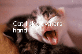 Cat licks owner's hand