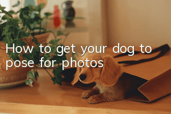 How to get your dog to pose for photos?