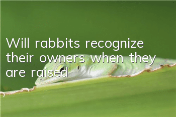 Will rabbits recognize their owners when they are raised?