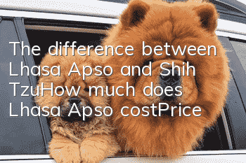 The difference between Lhasa Apso and Shih Tzu_How much does Lhasa Apso cost|Price