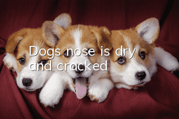 Dog's nose is dry and cracked