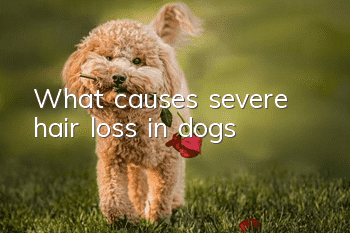 What causes severe hair loss in dogs?