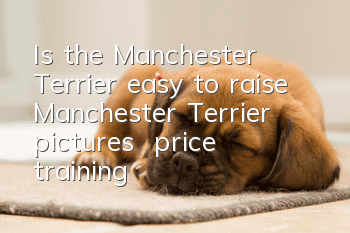 Is the Manchester Terrier easy to raise? Manchester Terrier pictures | price | training