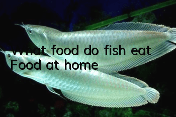 What food do fish eat? Food at home