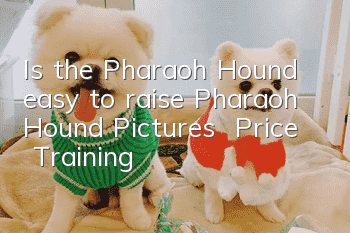 Is the Pharaoh Hound easy to raise? Pharaoh Hound Pictures | Price | Training