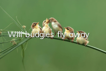 Will budgies fly away?