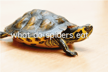 what do spiders eat