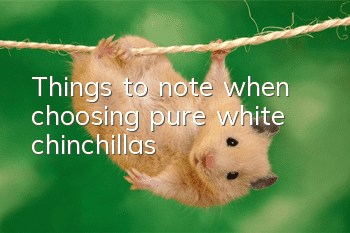 Things to note when choosing pure white chinchillas