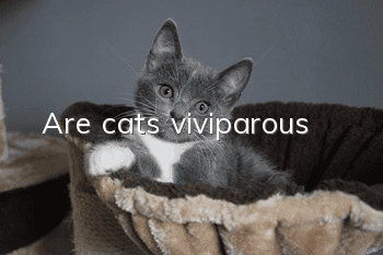 Are cats viviparous?