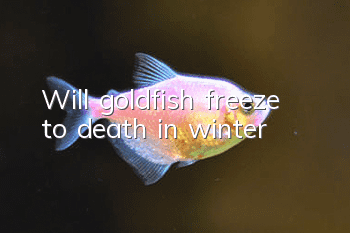 Will goldfish freeze to death in winter?