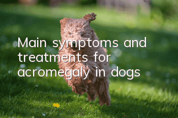 Main symptoms and treatments for acromegaly in dogs