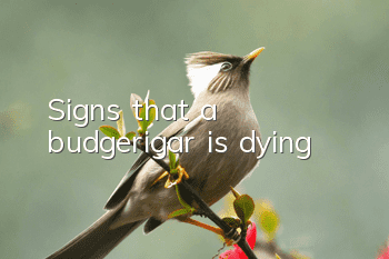 Signs that a budgerigar is dying